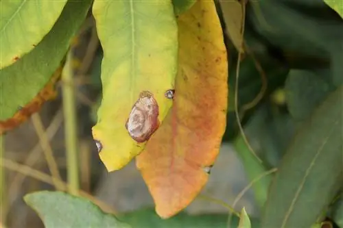 Folhas amarelas e marrons nas plantas - causas e soluções