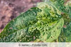 Daun kuning dan coklat juga disebabkan oleh penyakit dan perosak