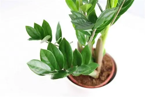 Zamioculcas zamiifolia, Zamioculkas - plejevejledning