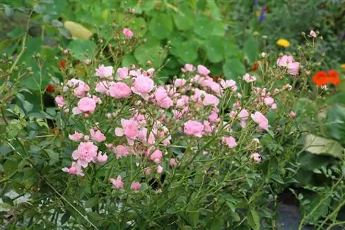 Combatir con éxito los ácaros en las rosas