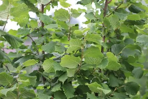 Hazelnut - Corylus avellana