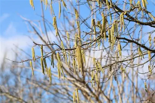 Líska - Corylus avellana