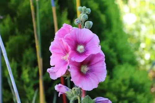 Hollyhock cultivation - planting time, seeds and sowing