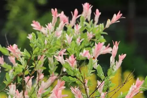 Harlequin willow - ornamental willow