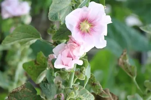 Hollyhocks, Alcea rosea - magonjwa na wadudu