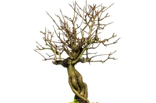 Bonsai çoxlu yarpaq itirir - səbəbləri və həlli yolları