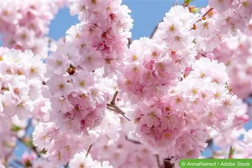 Cut Japanese ornamental cherries correctly