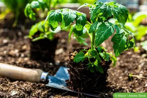 Tomaten planten - tips voor prachtige groei