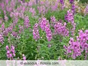 Strong growth and high nutrient requirements must be taken into account when caring for Angelonia