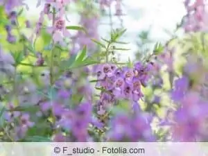 Las angelonias florecen de mayo a octubre.