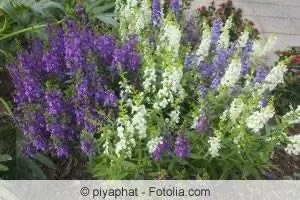 Angelonia angustifolia - ubicación, cuidados e invernada