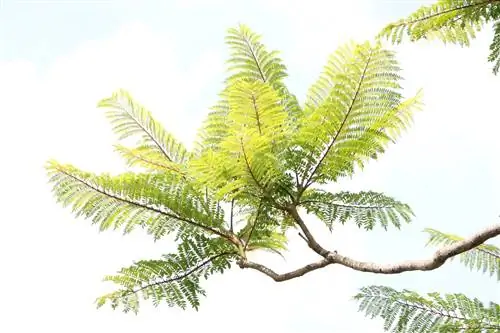 Árbol de palo de rosa, árbol de jacarandá - Instrucciones de cuidado