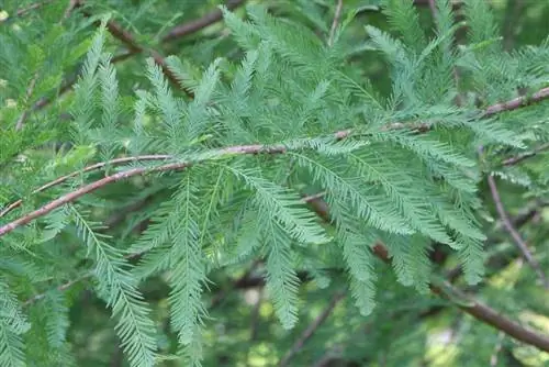 Таз кипарис - Taxodium distichum