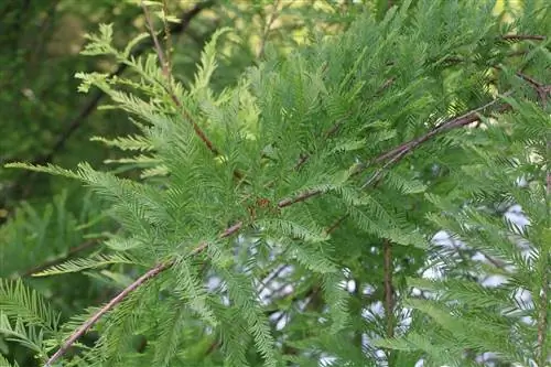 Таз кипарис (Taxodium distichum) - күтім, кесу