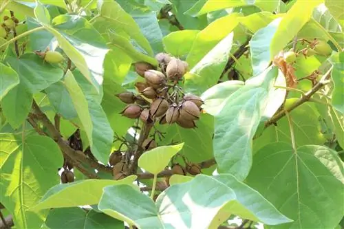 Bluebell tree - care and overwintering