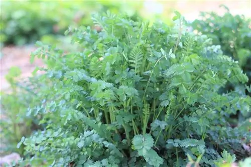 Pimpinelle, Sanguisorba minor - odling i trädgården