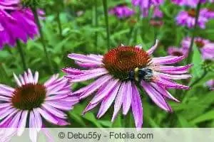 Coneflower สีแดง Echinacea purpurea - การหว่าน & การดูแลรักษา