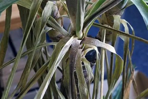 Palmera con hojas de color marrón amarillo.