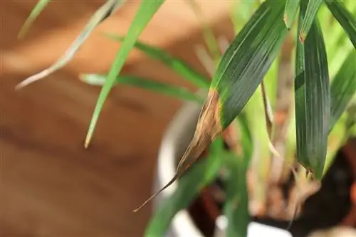 Palmträd - bruna och gula blad & tips