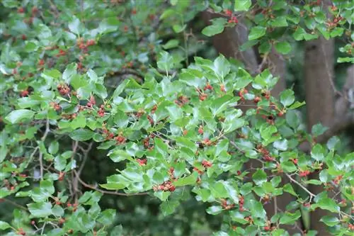 White and Black Mulberry Tree - Care