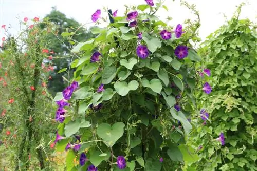 Morning glories, morning glories, morning glories - planting and care