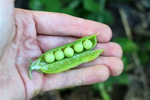 Qab Zib Peas - Loj hlob thiab tu qab zib snap peas