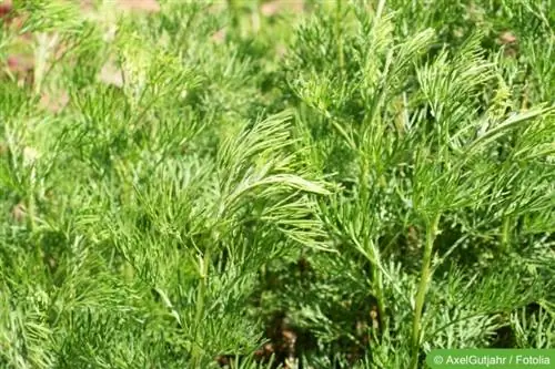 Кабан Руе (Artemisia abrotanum)