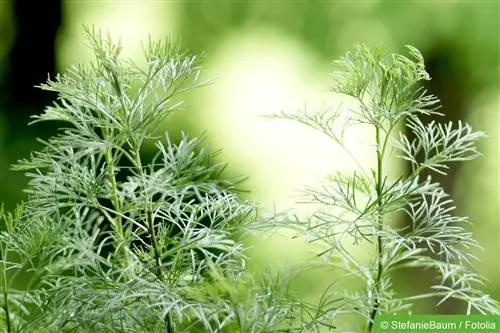 Eberrue-växt, Artemisia abrotanum - skötsel och övervintring