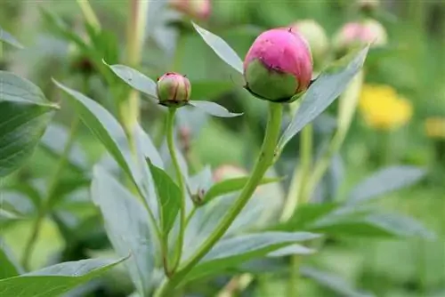 Drevesna potonika, Paeonia suffruticosa - Nega &Rez