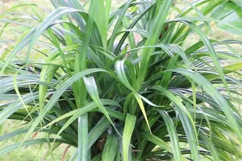 Vijak, pandanus - njega