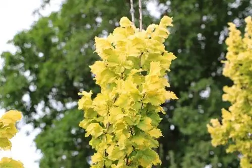 Olmo dorato - Ulmus carpinifolia 'Wredei'