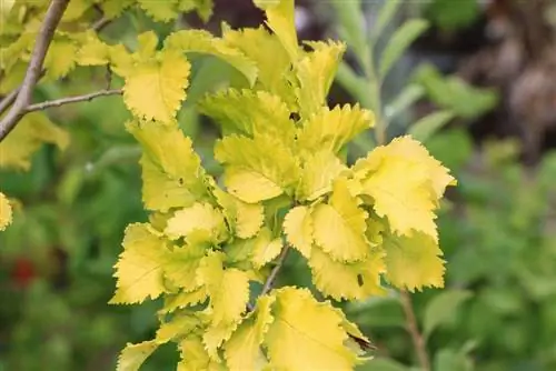 Golden Elm - Plantning, pleje, skæring og sygdomme