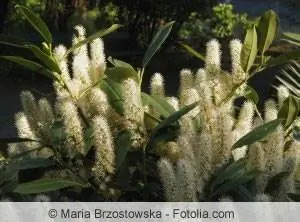 Creació d'una tanca amb flors - pla de plantació per a tanques amb flors