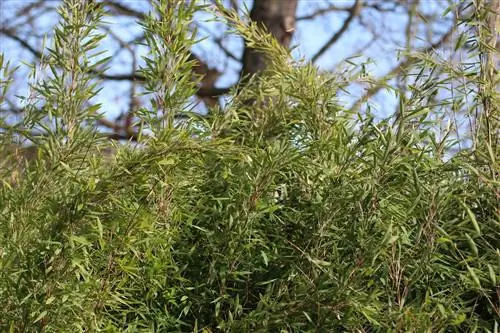 Creació d'una tanca de bambú: plantes, distància de plantació i cura