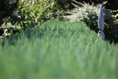 Plantes per a la plantació de vora