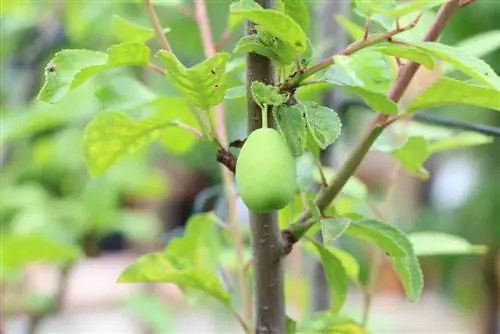 Sibirska borovnica - Lonicera kamtschatica