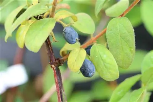 Mayberry, honeyberry - planting, care & Cutting