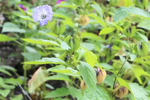 Andų uogos, Physalis peruviana – priežiūros patarimai