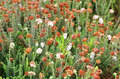 Bell heather, Erica tetralix & gracilis - Kupanda na kutunza