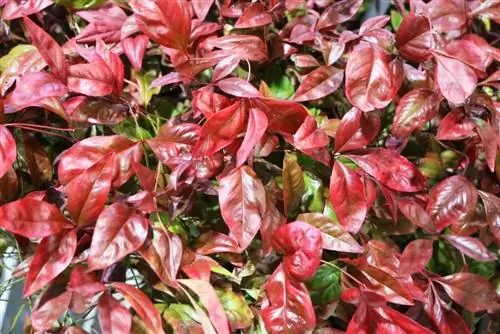 Sky Bamboo, Nandina domestica - Lokacija, Biljke & Njega