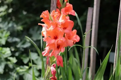 Plante gladioler - når er den beste tiden å plante?