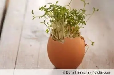 O teor de cal na água de irrigação costuma ser tão alto que as cascas dos ovos não são mais necessárias