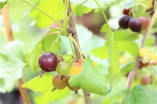 Jostaberry, Josta - plantación, cuidado y corte