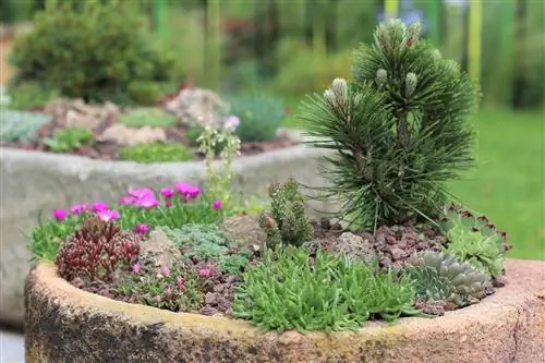 Las plantas de jardín de rocas de hoja perenne más hermosas