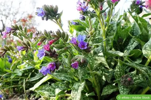 Kopsurohi, Pulmonaria officinalis - hooldus