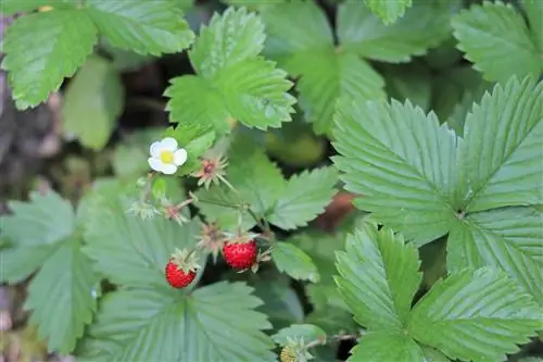 Morango silvestre, Fragaria vesca - instruções de cuidados