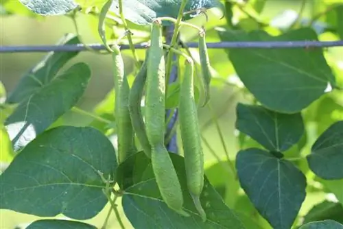 Löparböna - Phaseolus coccineus