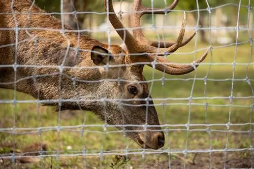 Pune un gard pentru animale sălbatice