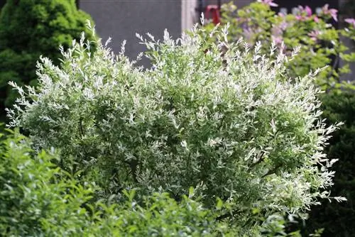 Salgueiro anão, Salix arbuscula - cuidando da muda de salgueiro