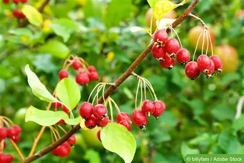 Árvore de maçã silvestre, maçã silvestre – cuidado e corte